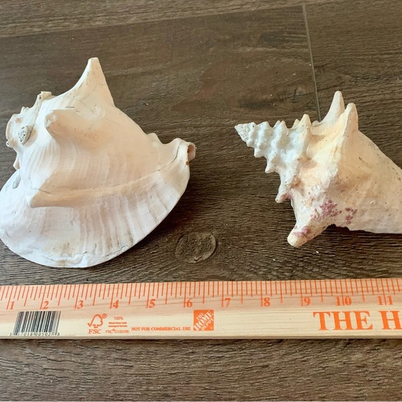 Sea Shell of 2 - Picture 2 of 10
